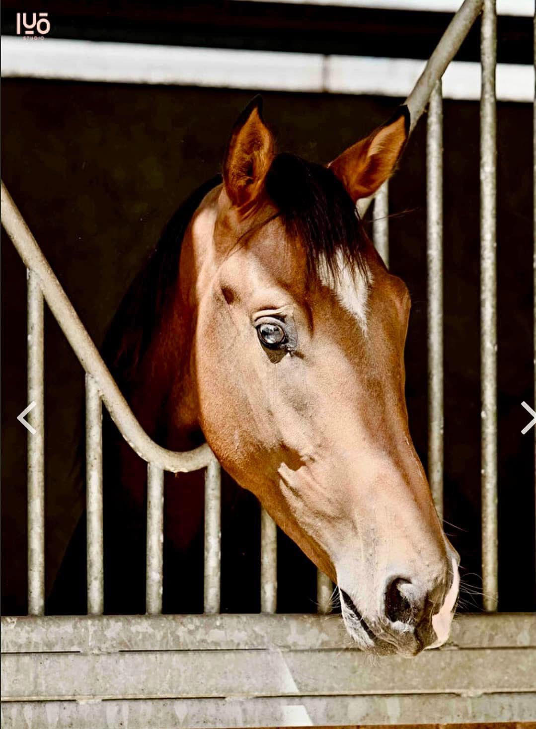 COLOR IT DE JARSAY Z COLOR IT DE JARSAY Z